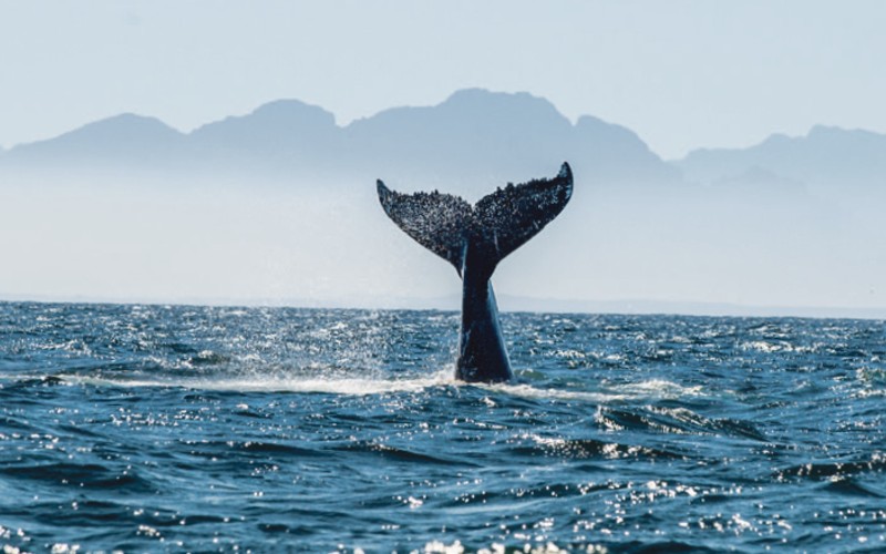 Madère, l'île aux fleurs 2